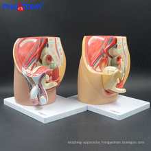 PNT-0570 life size Male Pelvis Model, Deluxe Pelvic Cavity Model(4 parts)